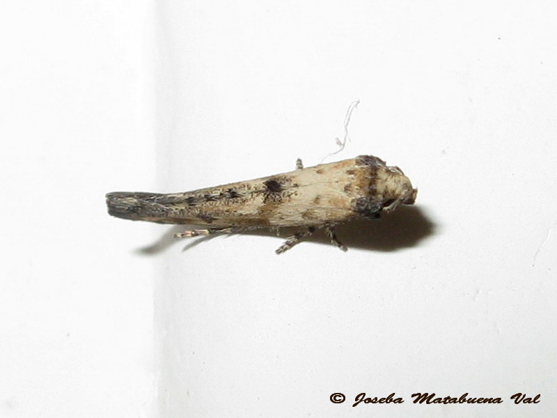 Epermeniidae: Epermenia aequidentellus